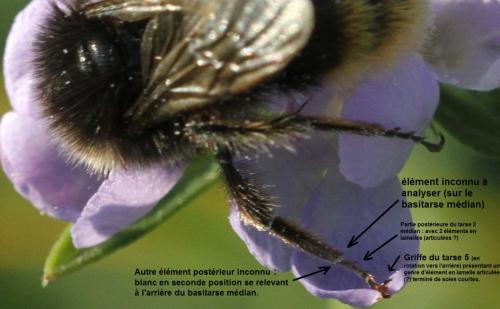 Bombus lapidarius